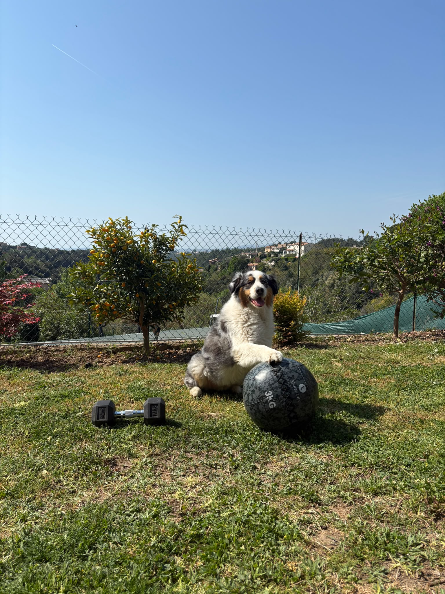 Fidji, la mascotte canine de CrossFit Deadline
